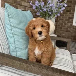 Excellent mini golden doodle puppies