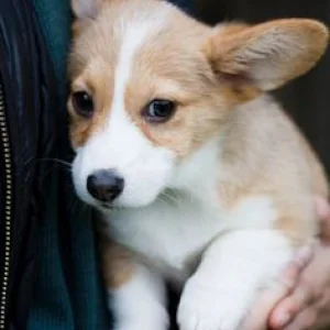 Trained short corgi puppies available