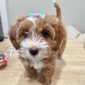 Adorable female mini golden doodle puppy