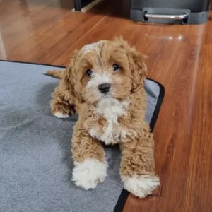 Stunning mini golden doodle puppies for new homes