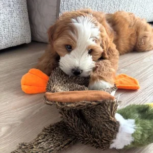 Amazing mini golden doodle puppy