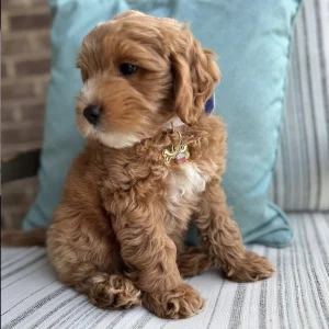Home trained mini golden doodle puppies