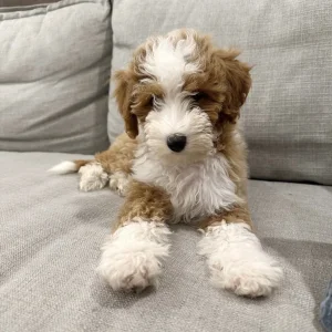 Sweet mini golden doodle puppies