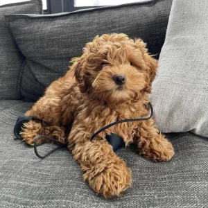 Lovely mini golden doodle puppy