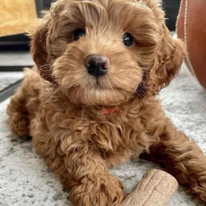 Beautiful mini golden doodle puppy
