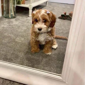 Loving mini golden doodle puppies