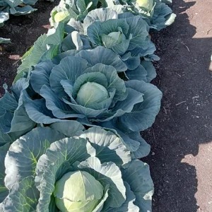 Hybrid cabbage seeds iris seeds