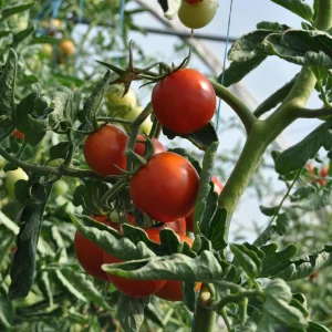 Hybrid vegetable seed company in india platinum seeds