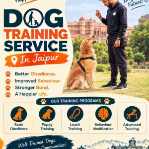 Dog training service in jaipur