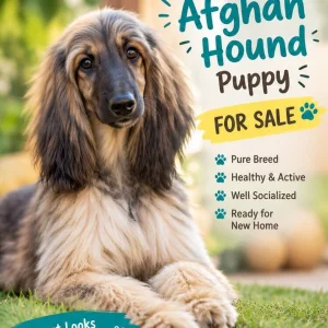 Afghan hound puppies for sale in kochi
