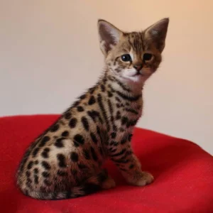 Savannah kittens