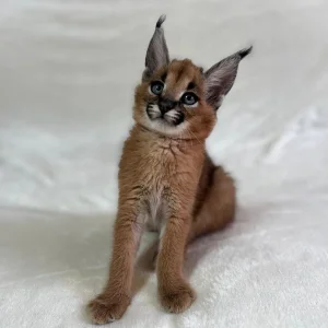 Caracal kittens available