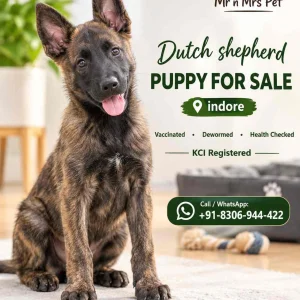 Dutch shepherd puppies for sale in indore