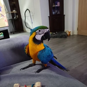 Playful blue and gold macaw parrot