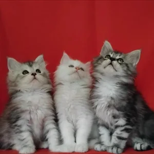 Pure maine coon kittens 2 boys 4 girls