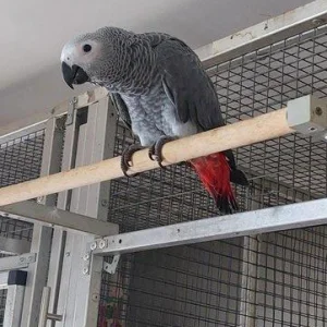 Congo african gray parrot