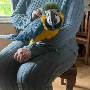 Hand reared blue and gold macaw parrot