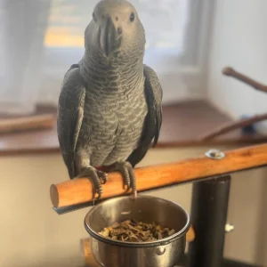 Kinds african gray parrot