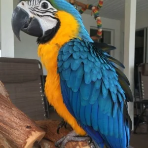 Wonderful blue and gold macaw parrot