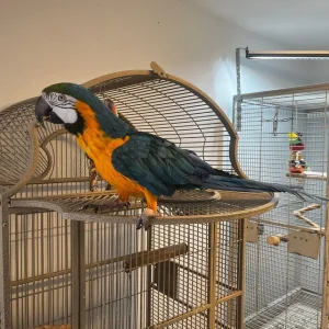 Super tame blue and gold macaw parrot