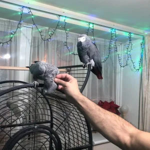 Pair of african gray parrots