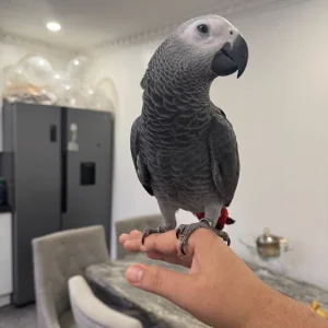 Talking african gray parrot