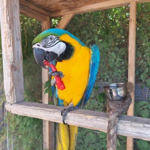 Blue and gold macaw parrots extremely friendly