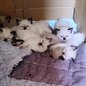 Pure bred ragdolls need loving homes