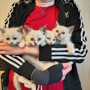 Fluffy ragdoll kittens ready t go