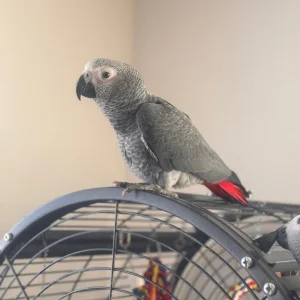 Forever african gray parrot