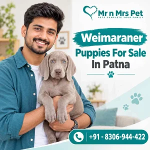 Weimaraner puppies for sale in patna
