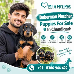 Doberman pinscher puppies for sale in chandigarh