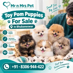 Toy pom puppies for sale in bhubaneswar