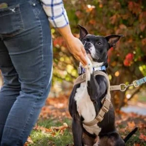 Dog bite safety training for technicians prevention and protec