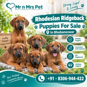 Rhodesian ridgeback puppies for sale in bhubaneswar