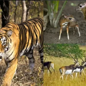 Jungle safaris ecoadventure in kanger valley national park