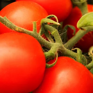 Hybrid vegetable seeds online platinum seeds