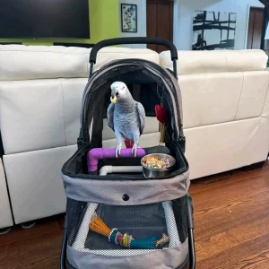 Adorable parrots for rehoming