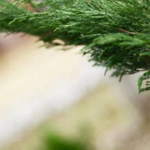 Leyland cypress disease treatment expert tree care