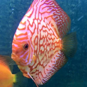 Arowana fish and full tank setup for sale
