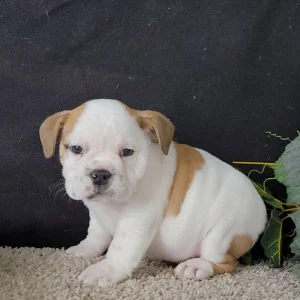 Adorable english bulldog puppies looking for loving forever home