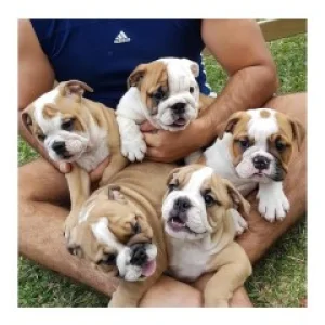 English bulldog puppies for saleadoption